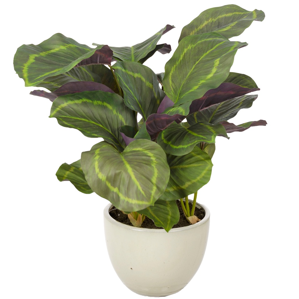 Calathea 65cm med kruka