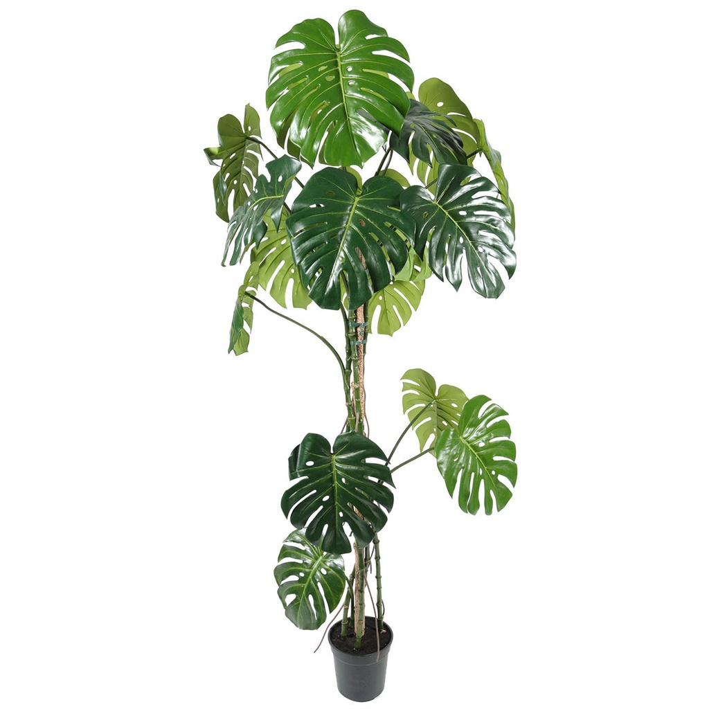 Monstera 180cm