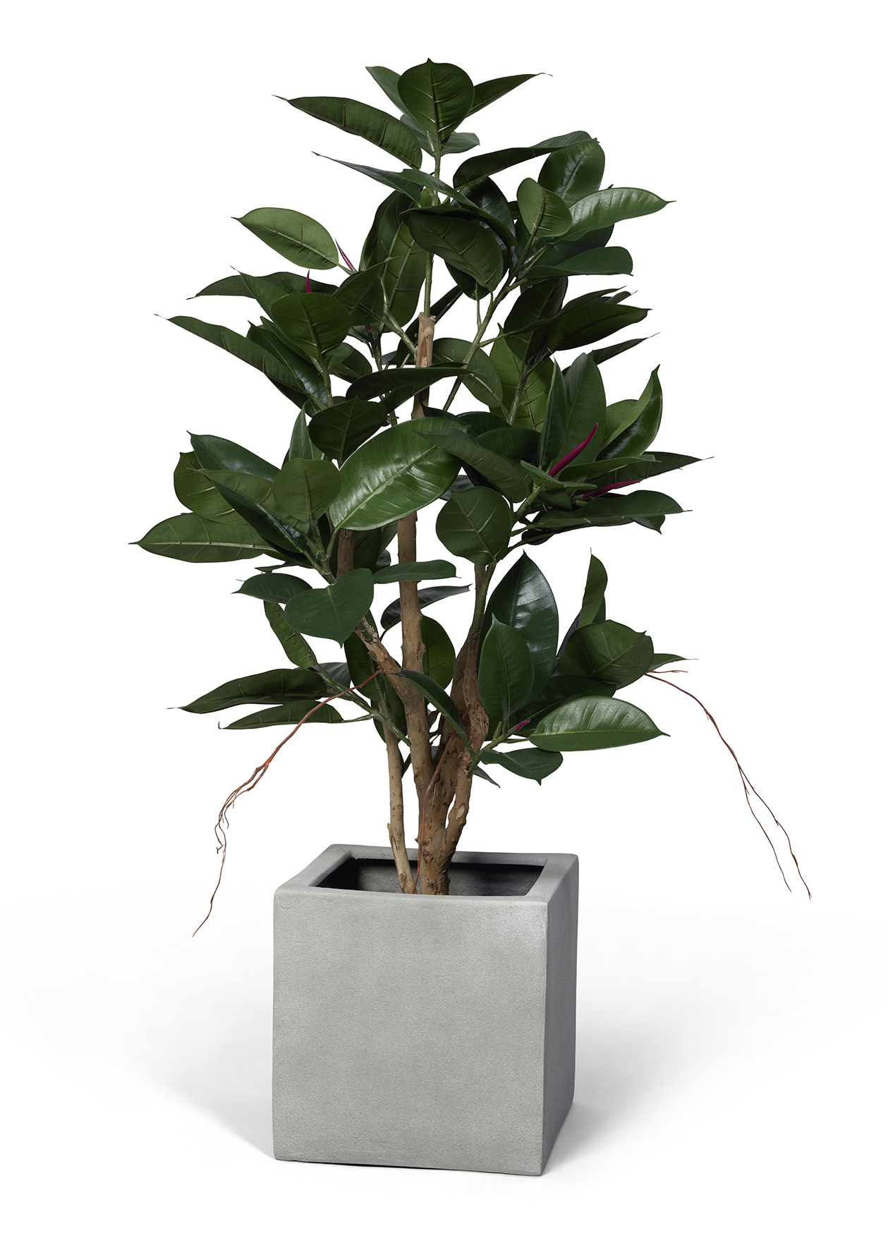 [8551744] Konstväxt ficus robusta 120cm