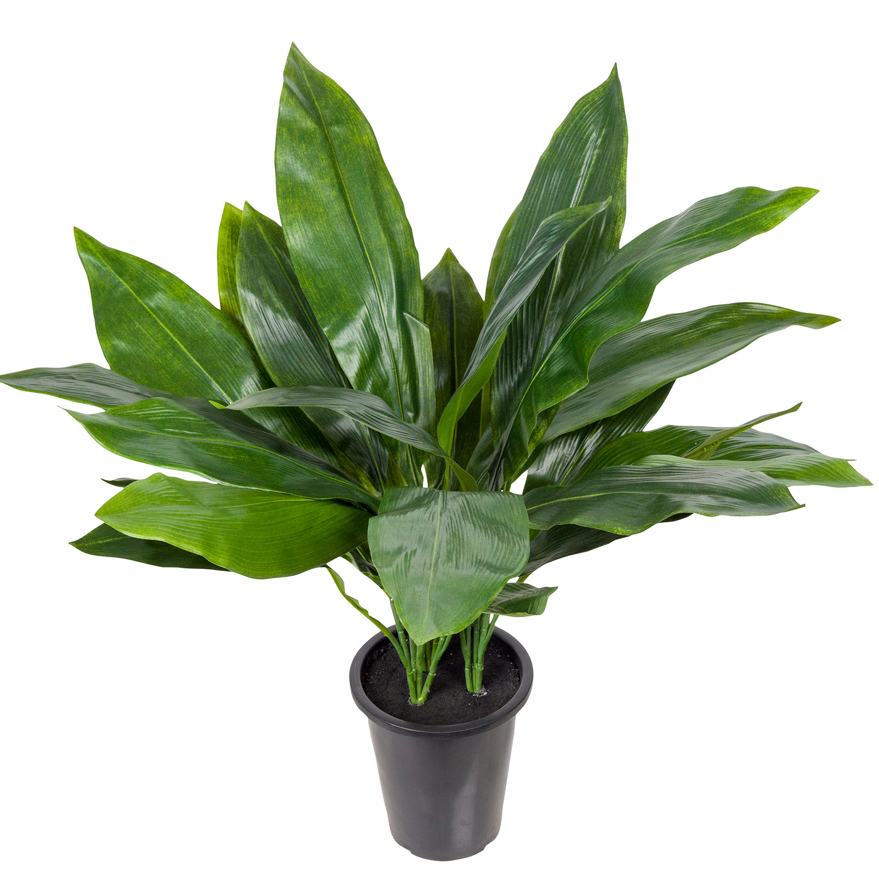 [8565189] Aspidistra 75cm