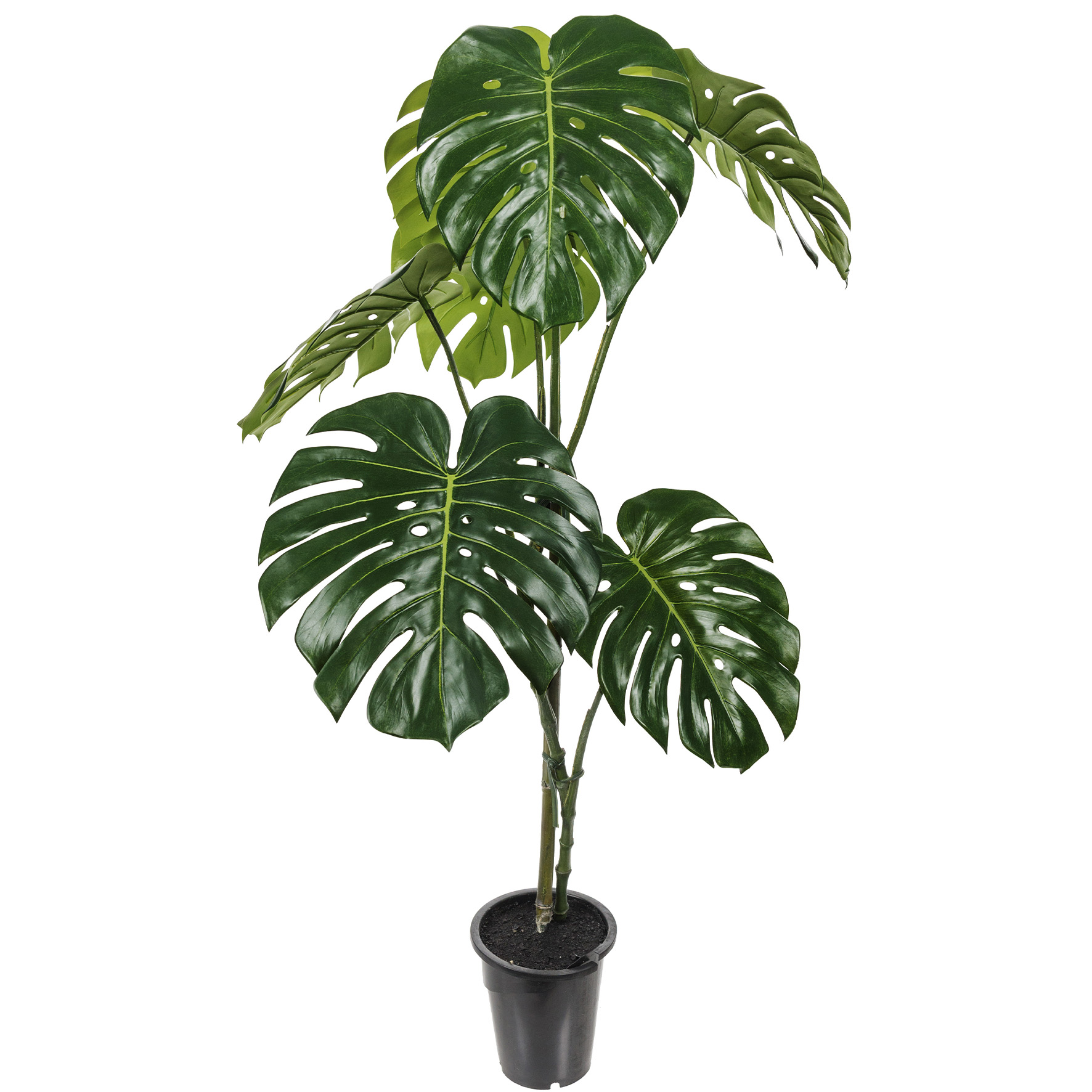 [8565184] Monstera 120cm